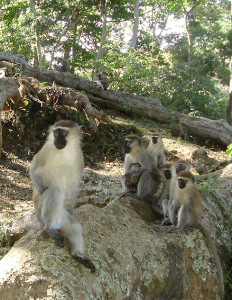 Male Vervet monkey with blue testicles accompanied by his harem